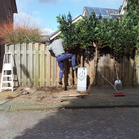 Verwijderen hoge coniferen en bevestigen wilgentenen matten